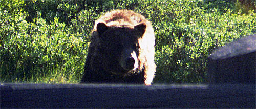 Ein Grizzlu aka. Ursus arctos horribilis